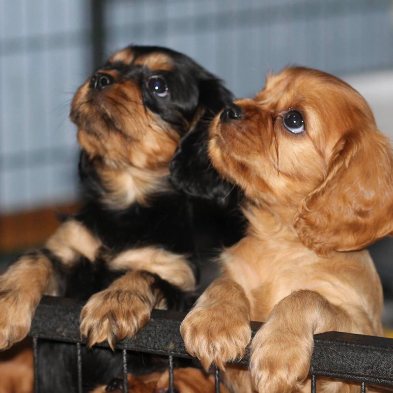 Chiots cavalier King Charles